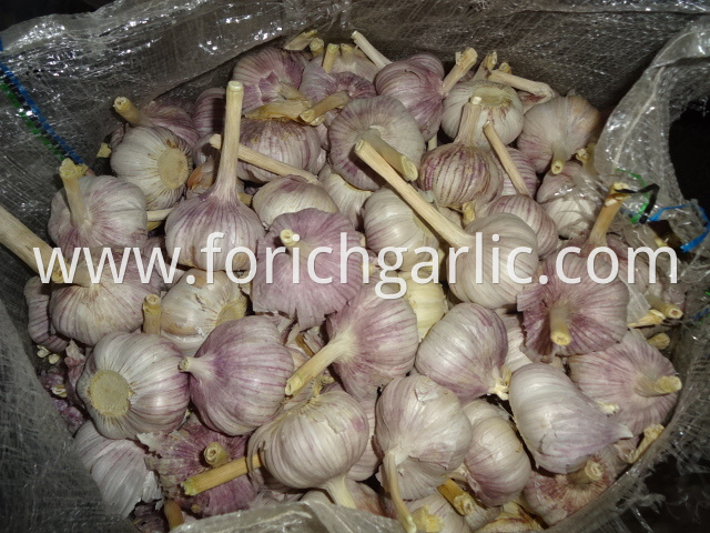 Fresh New Garlic
